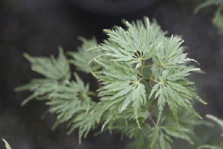 ACER palmatum dissectum 'Seiryu' - image 2