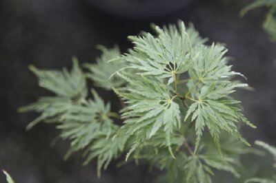 ACER palmatum dissectum 'Seiryu' - image 2