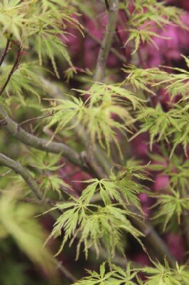 ACER palmatum dissectum 'Seiryu' - image 3