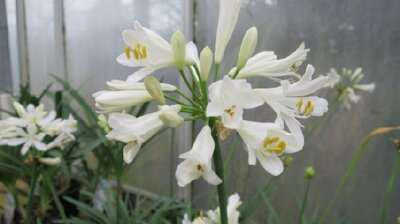 AGAPANTHUS 'Mi Casa'