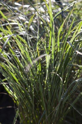 CALAMAGROSTIS x acutiflora 'Overdam'