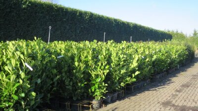 PRUNUS laurocerasus 'Rotundifolia'