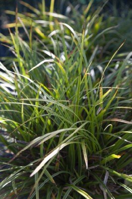 CAREX morrowii 'Variegata'