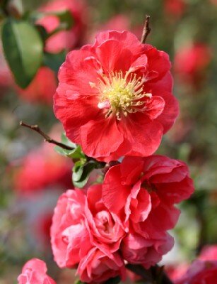 CHAENOMELES speciosa 'Pink Storm'