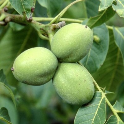 Juglans regia 'Buccaneer' (WALNUT)