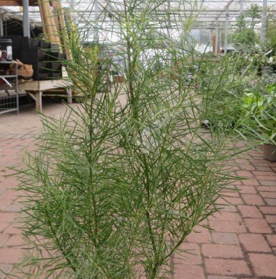 ACACIA boormanii