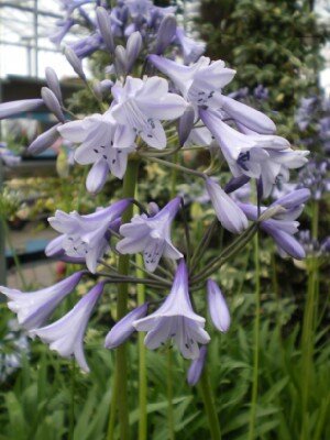 AGAPANTHUS 'Lilac Lullaby'