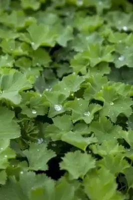 ALCHEMILLA mollis - image 1