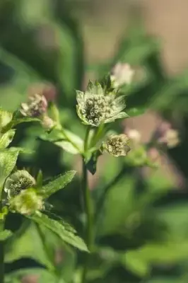 ASTRANTIA major - image 2