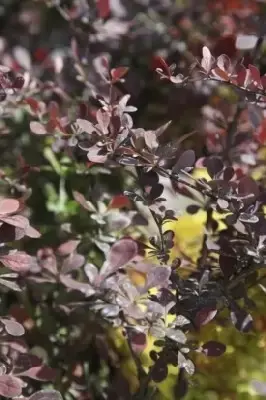 BERBERIS thunbergii 'Atropurpurea' - image 3