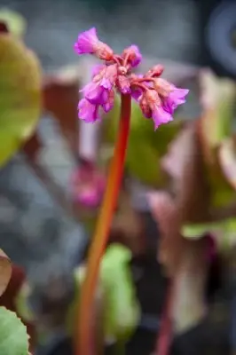 BERGENIA cordifolia