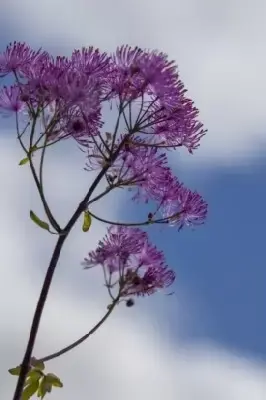 THALICTRUM 'Black Stockings' - image 3