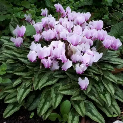 CYCLAMEN hederifolium - image 2