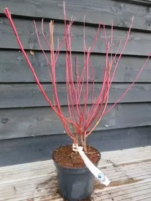 CORNUS alba 'Elegantissima' - image 2