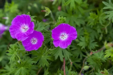 GERANIUM sanguineum - image 2