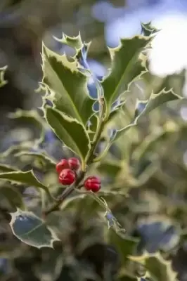 ILEX aquifolium 'Argentea Marginata' - image 3