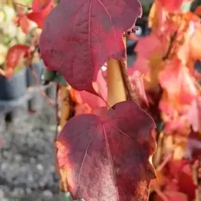 PARTHENOCISSUS tricuspidata 'Veitchii' - image 2