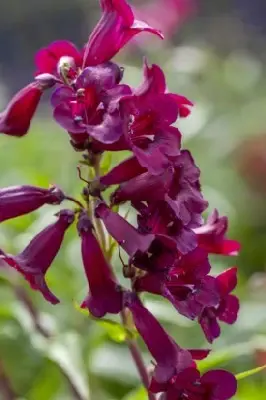 PENSTEMON 'Andenken An Friedrich Hahn' - image 4