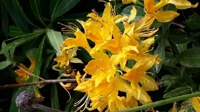 RHODODENDRON luteum - image 2