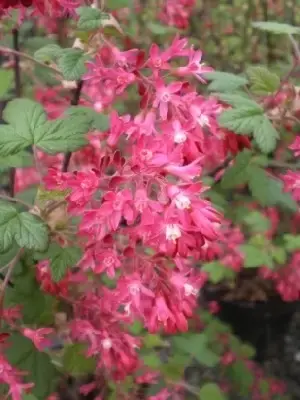 RIBES sanguineum 'King Edward VII' - image 2