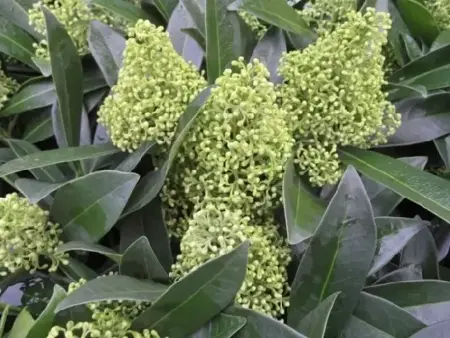 SKIMMIA x confusa 'Kew Green' - image 2