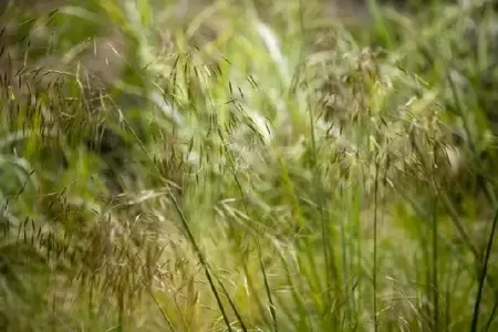 STIPA gigantea - image 2