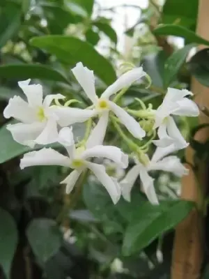 TRACHELOSPERMUM jasminoides - image 3