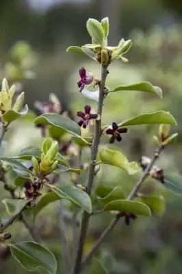 PITTOSPORUM tenuifolium 'Stevens Island' - image 2