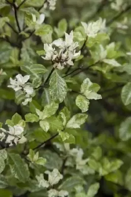 PITTOSPORUM tenuifolium 'Stevens Island' - image 3