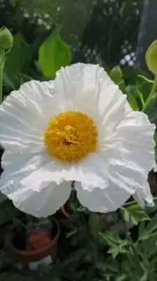 ROMNEYA coulteri - image 2