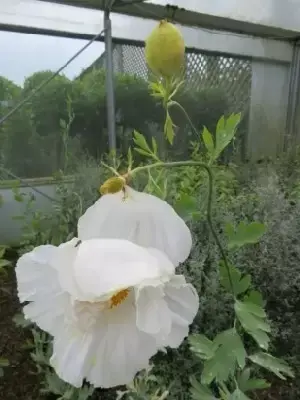 ROMNEYA coulteri - image 3