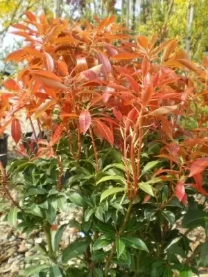 PIERIS japonica 'Mountain Fire' - image 3