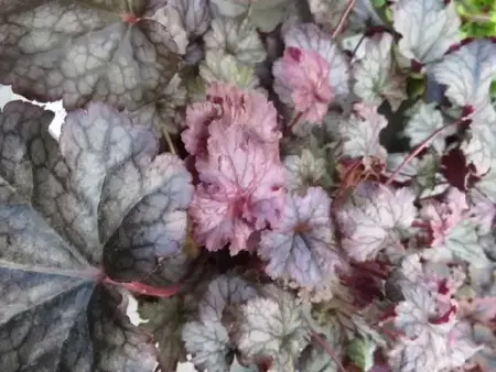 HEUCHERA 'Plum Pudding' - image 1