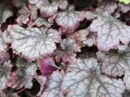 HEUCHERA 'Plum Pudding' - image 2