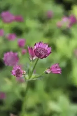 ASTRANTIA 'Roma' - image 1