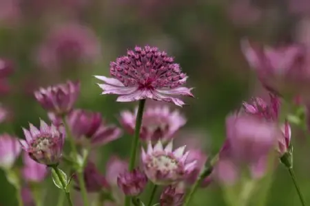 ASTRANTIA 'Roma' - image 3