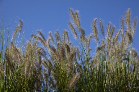 PENNISETUM alopecuroides 'Hameln' - image 2