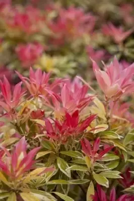 PIERIS 'Flaming Silver' - image 2