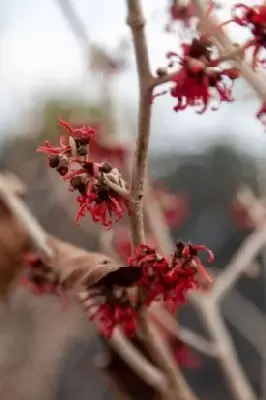 HAMAMELIS x intermedia 'Diane' - image 6