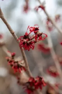 HAMAMELIS x intermedia 'Diane' - image 5