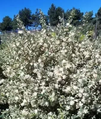 MYRTUS communis 'Variegata' - image 2