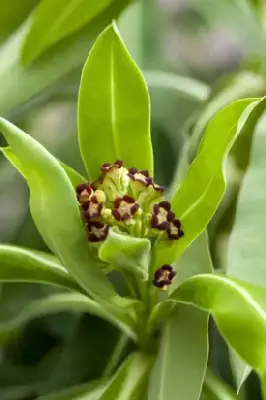 EUPHORBIA mellifera - image 2