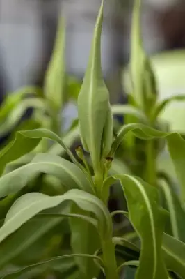 EUPHORBIA mellifera - image 3