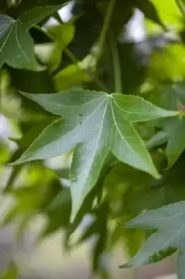 LIQUIDAMBAR styraciflua 'Gum Ball' - image 2