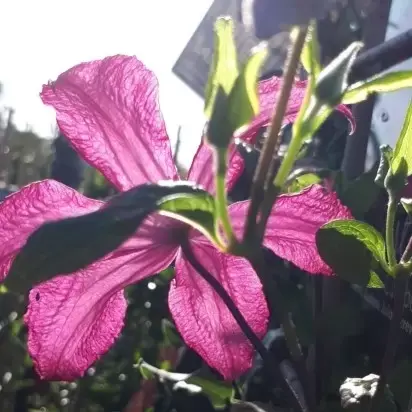 CLEMATIS 'Madame Julia Correvon' - image 3