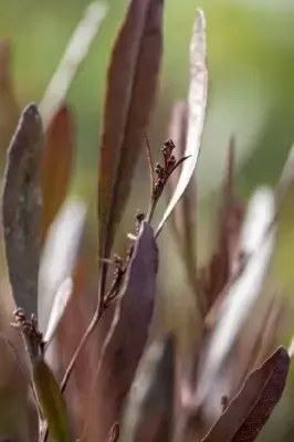 DODONAEA viscosa 'Purpurea' - image 3