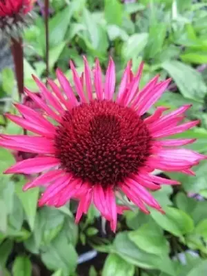 ECHINACEA purpurea 'Fatal Attraction' - image 2