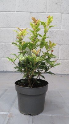 OSMANTHUS heterophyllus 'Goshiki' - image 2