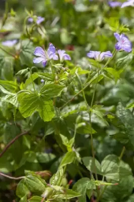 GERANIUM nodosum - image 2