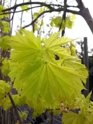 ACER platanoides 'Princeton Gold' - image 2